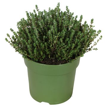 Thymus vulgaris 'Fredo'