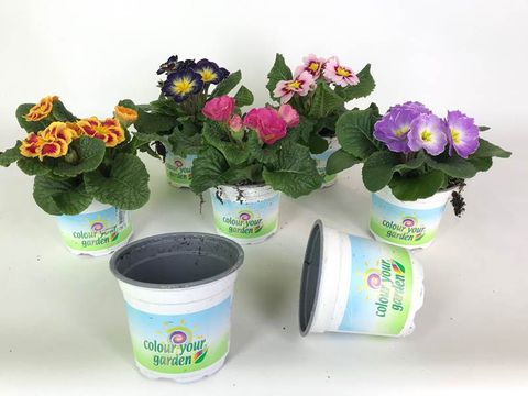 Primula vulgaris MIX