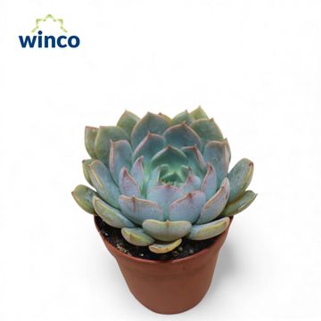 Echeveria 'Merriman'