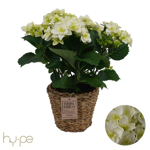 Hydrangea macrophylla 'Double Dutch White'