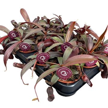 Nepenthes 'Rebecca Soper'