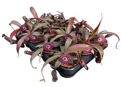 Nepenthes 'Rebecca Soper'