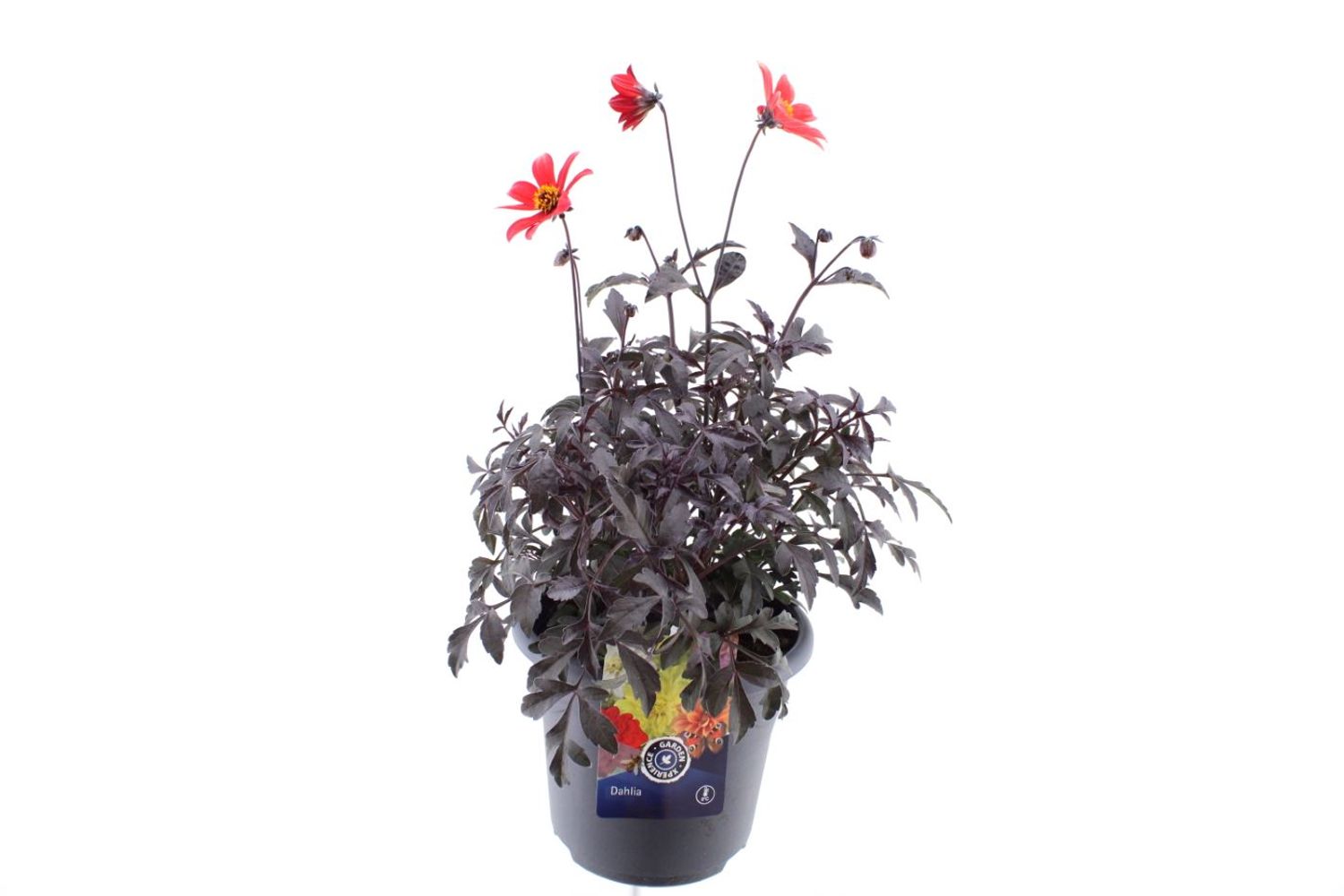 dahlia-happy-days-mix-kasvien-tukkumyynti-floraccess