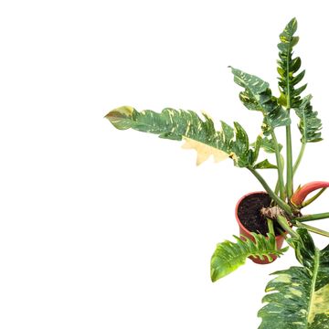 Filodendro 'Ring of Fire'