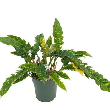 Philodendron 'Ring of Fire'