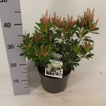 Pieris japonica 'Дебютант'