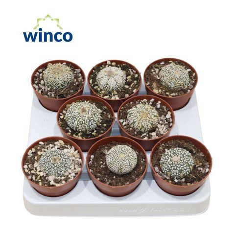 Astrophytum asterias 'Super Kabuto'