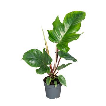 Philodendron squamiferum