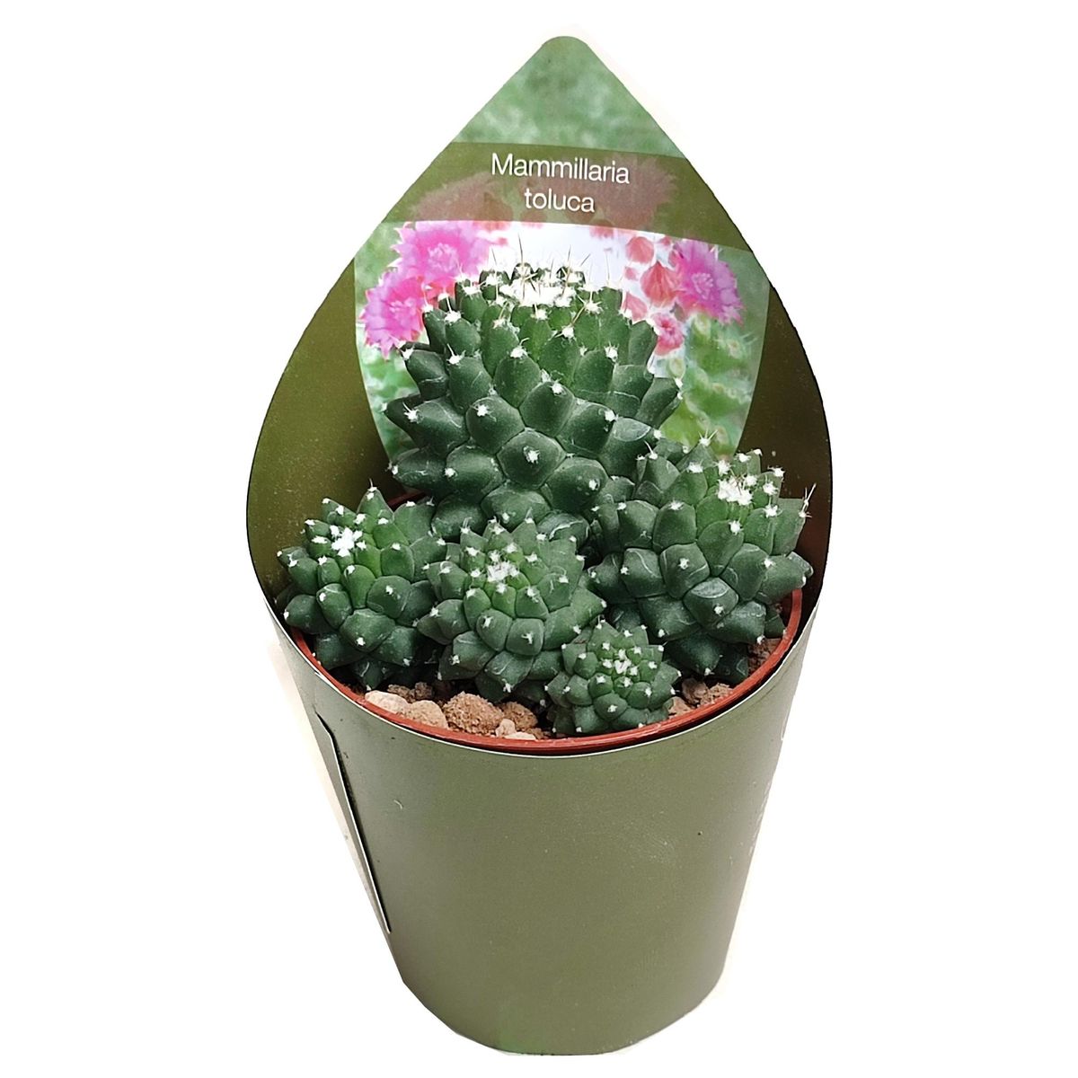 Mammillaria magnimamma 'Toluca'  Plant Wholesale FlorAccess