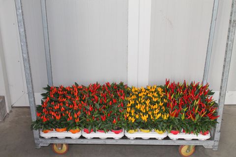 Capsicum annuum MIX