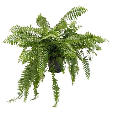 Nephrolepis bisserata 'Macho'