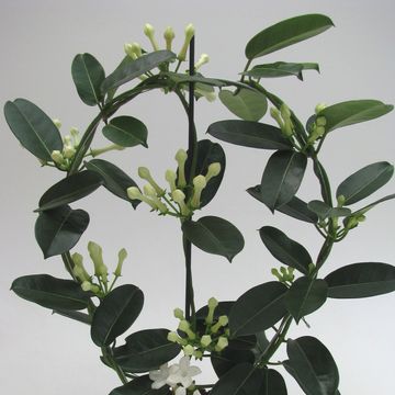 Stephanotis floribunda