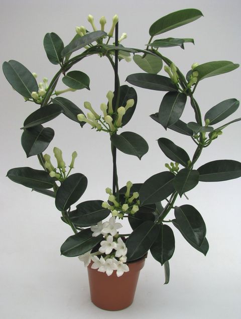 Stephanotis floribunda