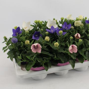 Platycodon grandiflorus MIX