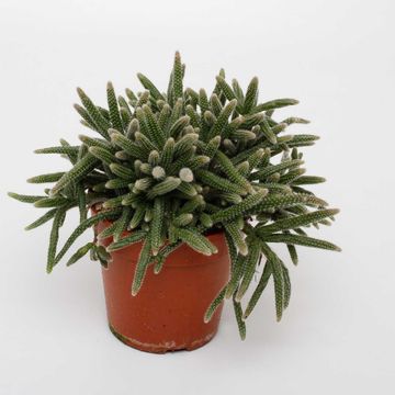 Rhipsalis baccifera horrida