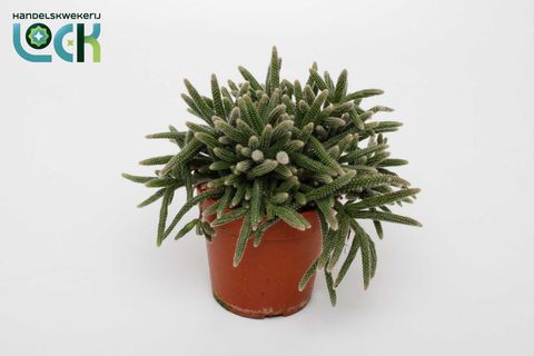 Rhipsalis baccifera horrida