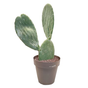 Opuntia ficus-indica