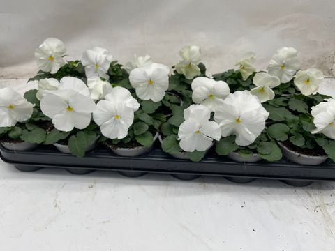 Viola x wittrockiana 'Matrix Clear White'