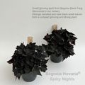 Begonia 'Hovaria Spiky Nights'