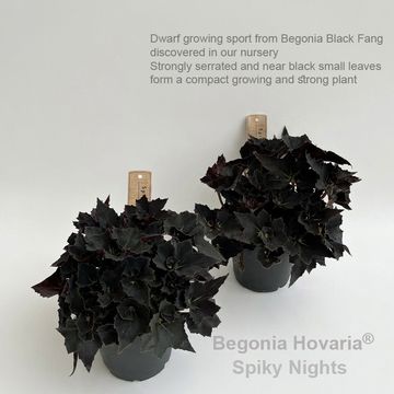 Begonia 'Hovaria Spiky Nights'