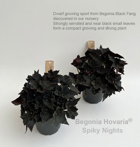 Begonia 'Hovaria Spiky Nights'