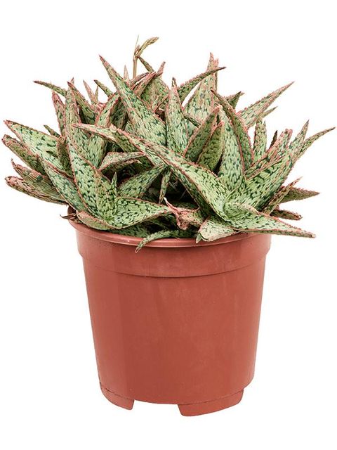 Aloe 'Vito'  Pflanzengrohandel FlorAccess