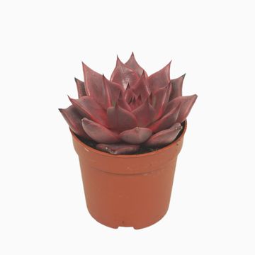 Echeveria 'Taurus'