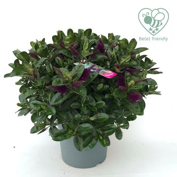 Hebe HEBEDONNA PURPLE