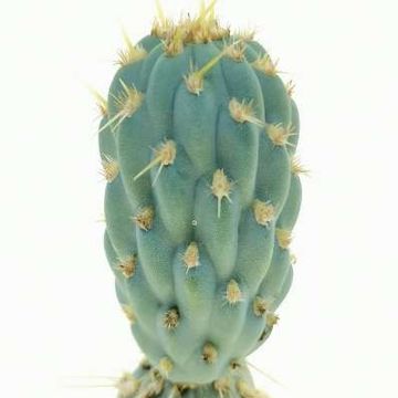 Opuntia miquelii