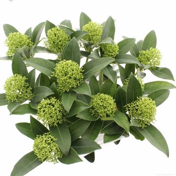 Skimmia japonica WHITE GLOBE