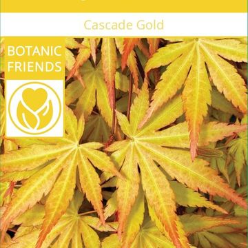 Acer palmatum CASCADE GOLD