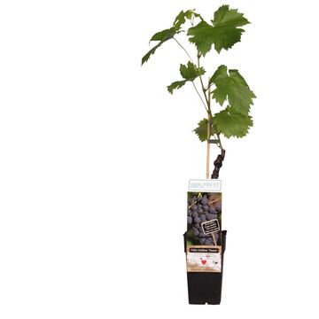 Vitis 'Venus'