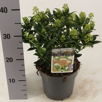 Skimmia japonica 'Marlot'