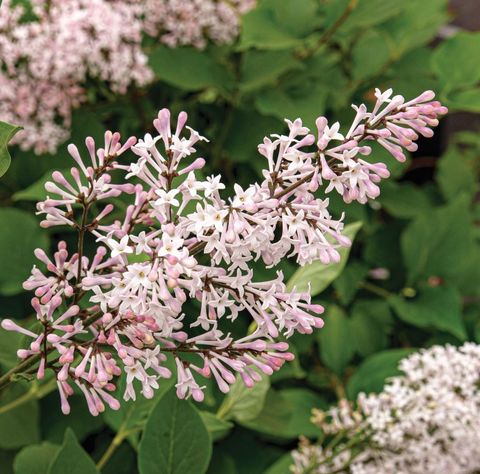 Syringa patula VIOLET UPRISING