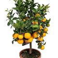 Citrus x microcarpa