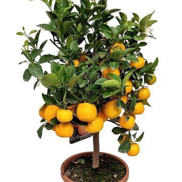 Citrus x microcarpa