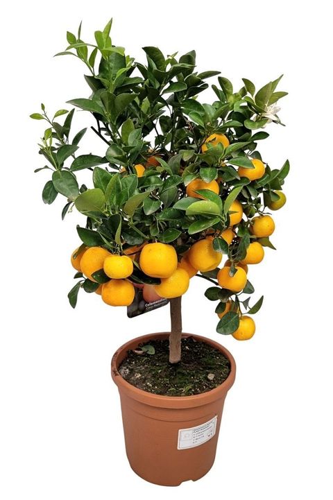 Citrus x microcarpa
