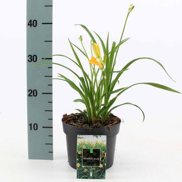 Hemerocallis 'Stella de Oro'