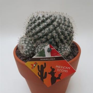 Mammillaria perbella