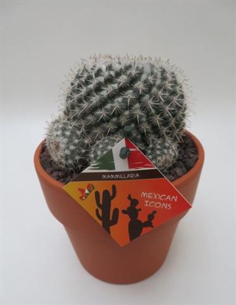 Mammillaria perbella