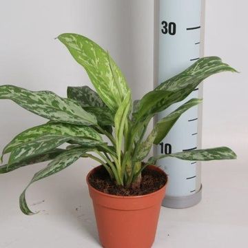 Aglaonema 'Green Lady'