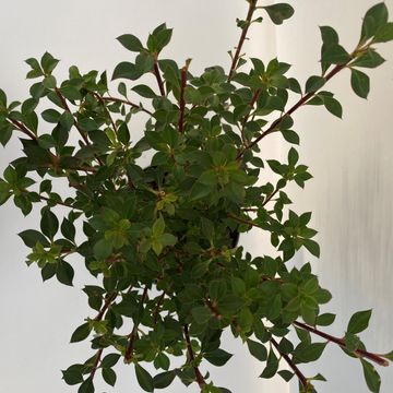 Enkianthus campanulatus