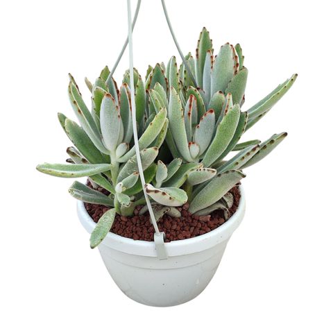 Kalanchoe tomentosa