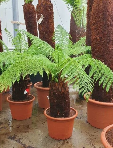 Dicksonia antarctica