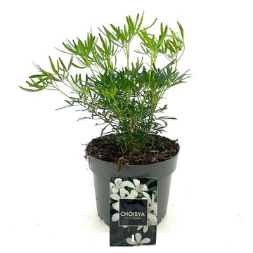 Choisya WHITE DAZZLER