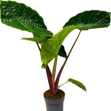 Alocasia 'Imperial Red'