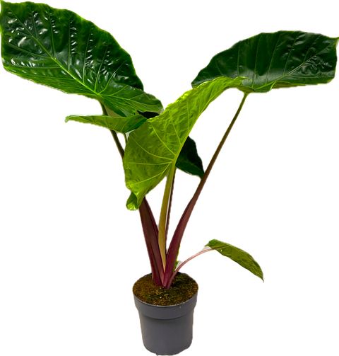 Alocasia 'Imperial Red'