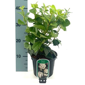 Viburnum tinus 'Macrophyllum'