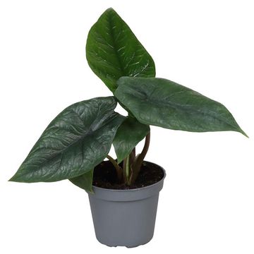 Alocasia scalprum