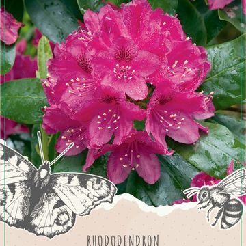 Rhododendron 'Nova Zembla'